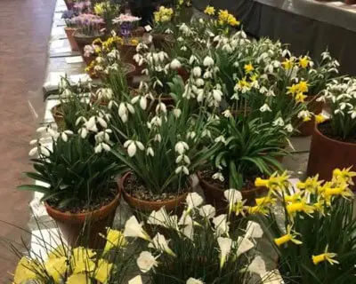 hampshire-alpine-gardeners-regular-groups-chilworth-hall